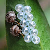 Shield Bug/Stink Bug nymphs & empty eggs