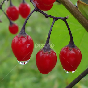 Red drops by Gordana Cajner - Nature Up Close Natural Waterdrops
