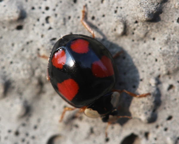 Asian Ladybeetle | Project Noah