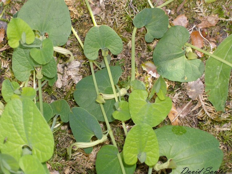 Aristolochia paucinervis