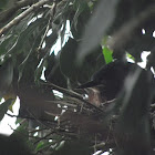 green heron on nest