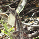 Fan-throated lizard