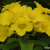 Yellow Trumpet Flower