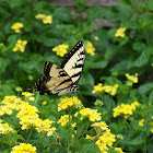 eastern tiger swallowtail butterfly