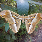 Cynthia Moth