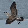 Black-backed gull (juvenile)