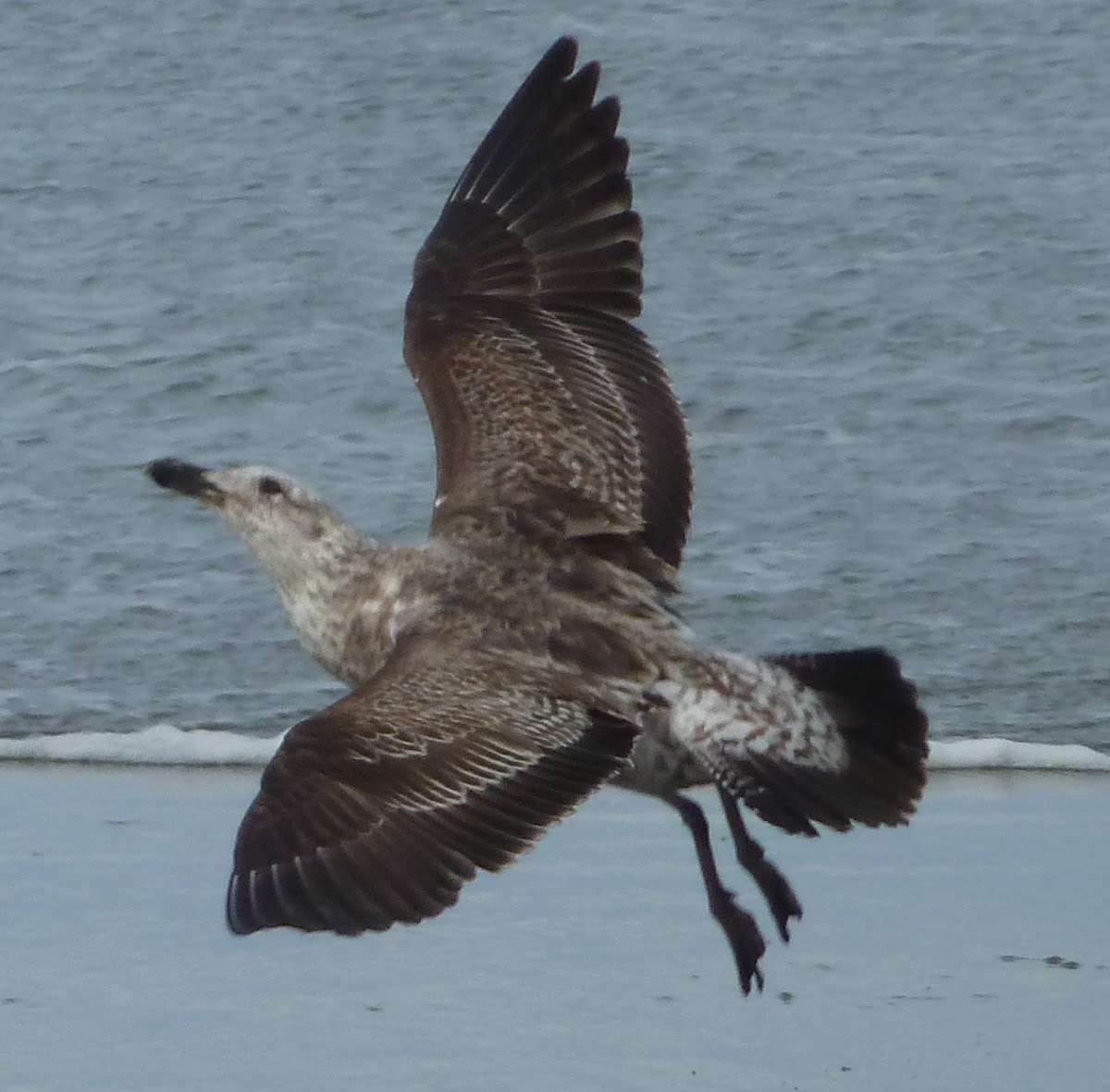 Black-backed gull (juvenile)