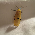 Four-spotted Footman (female)