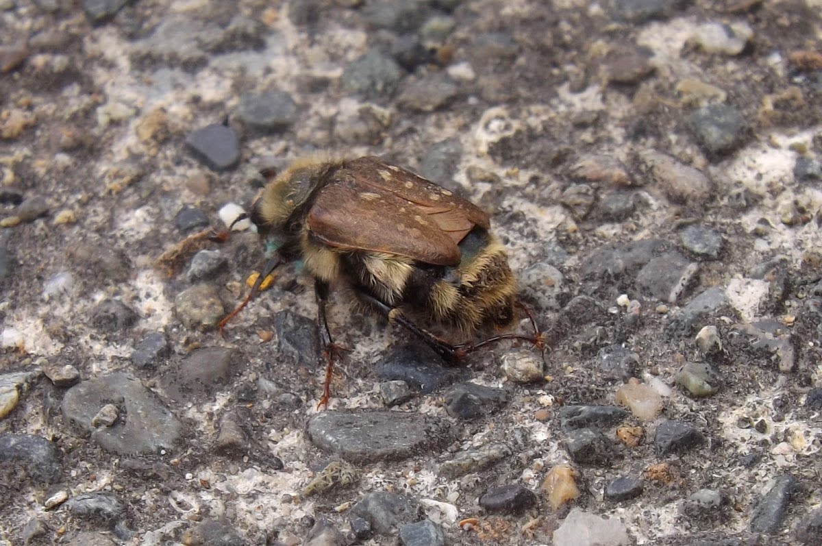 Bumble Bee Scarab Beetle