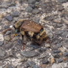 Bumble Bee Scarab Beetle