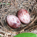 Nest & Eggs of White-browed Bulbul