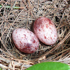 Nest & Eggs of White-browed Bulbul