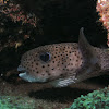 Spotted Porcupinefish