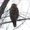 Red-shouldered Hawk    immature