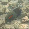 Orangespot Surgeonfish