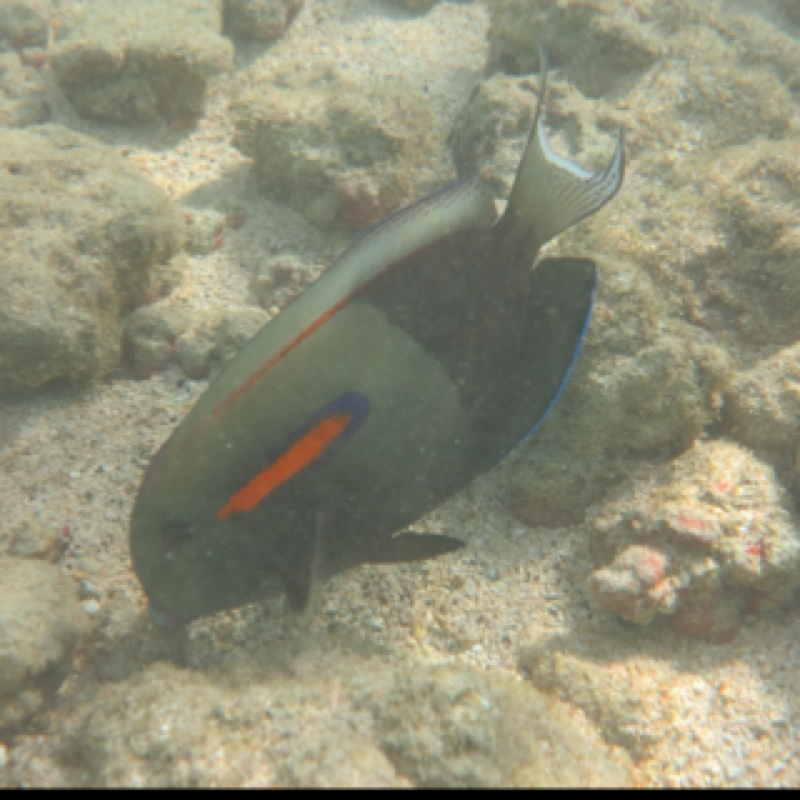 Orangespot Surgeonfish