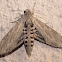 Convolvulus Hawk Moth (Female)
