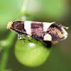 Prodoxid moth