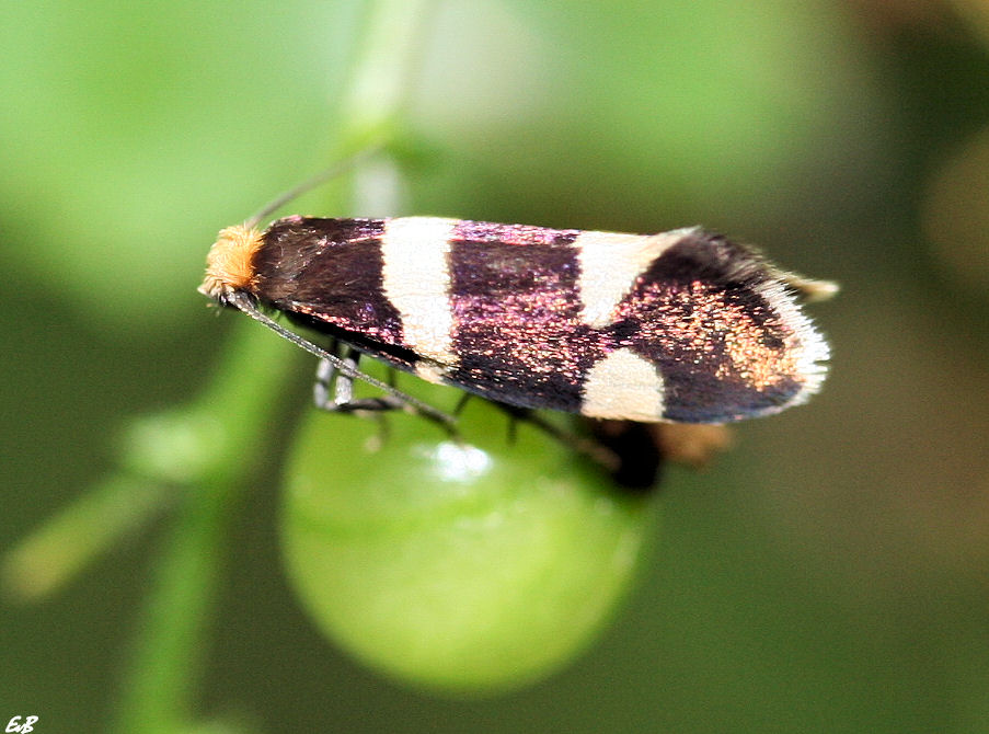 Prodoxid moth