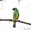 Swallow Tanager (female)