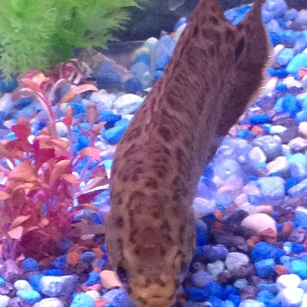 African leaf fish Project Noah