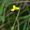 Bog Yellow-Eyed Grass