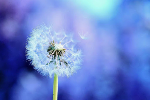 Dandelion Wallpaper