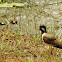 ટીટોડી Red-wattled Lapwing