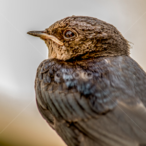 upset  by Mustafa Gulzari - Animals Birds