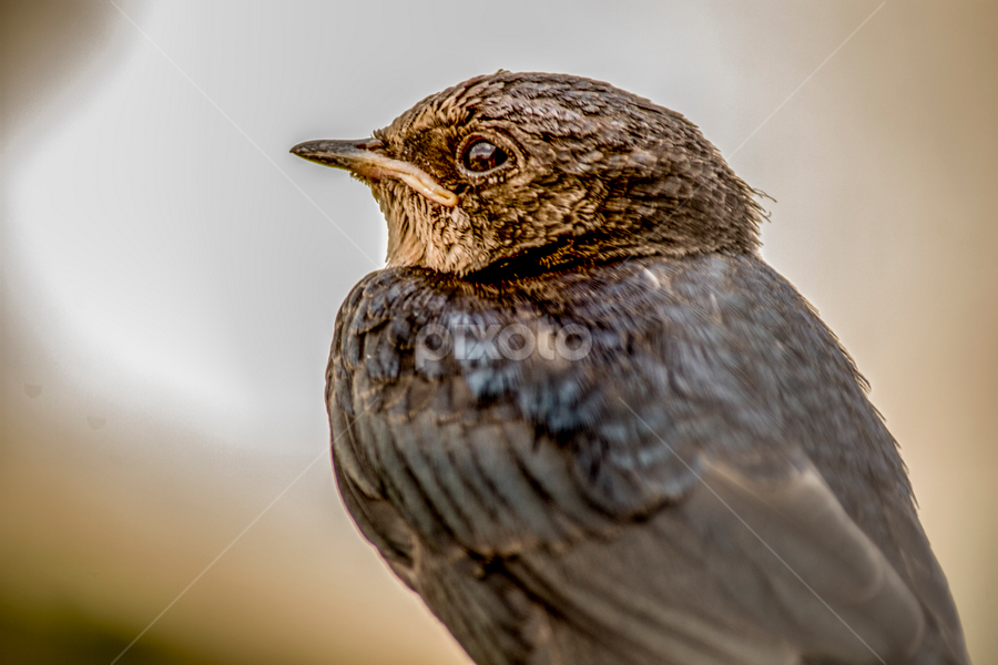 upset  by Mustafa Gulzari - Animals Birds