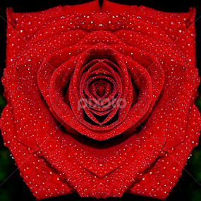 by Wendell Kennedy - Flowers Single Flower