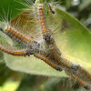 Moth larvae
