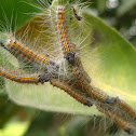 Moth larvae