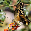 Western Giant Swallowtail