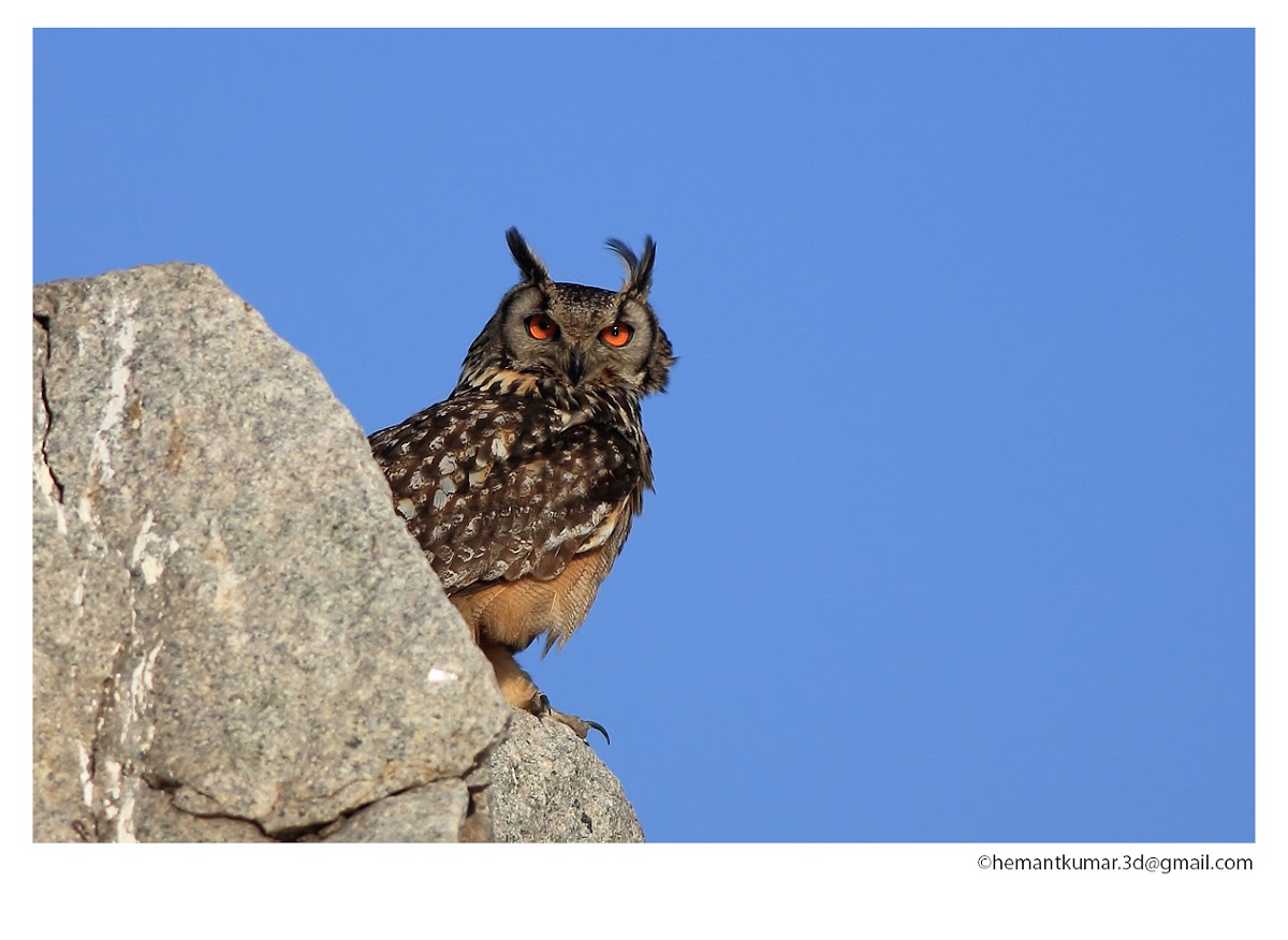 Rock Eagle-Owl
