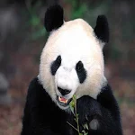 Cover Image of Download Panda Wallpapers HD 3.0.0 APK
