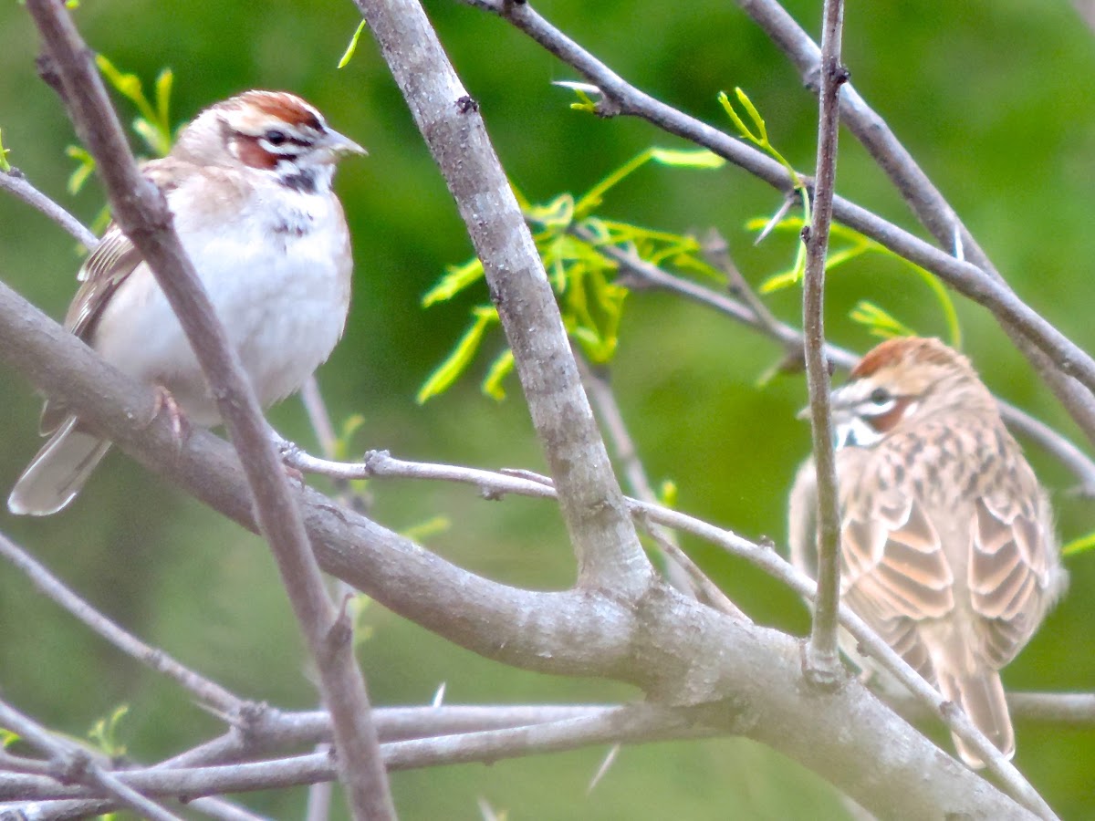 Lark Sparrow (pair)