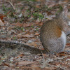 Eastern Gray Squirrel