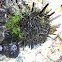 Broad spined sea urchin