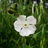 White Campion / Biljeli golesak