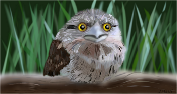 Tawny Frogmouth