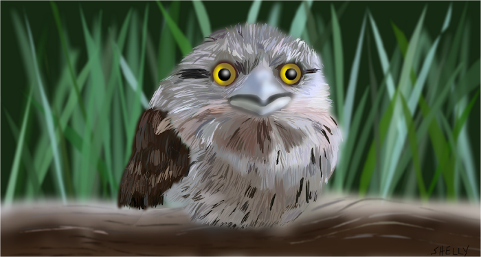 Tawny Frogmouth