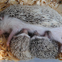 Four-toed hedgehog(Domestic)