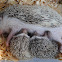 Four-toed hedgehog(Domestic)