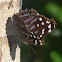 Mexican Bluewing butterfly