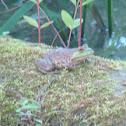 American Bullfrog