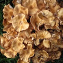 Armillariella tabescens (ringless honey mushrooms)