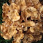 Armillariella tabescens (ringless honey mushrooms)