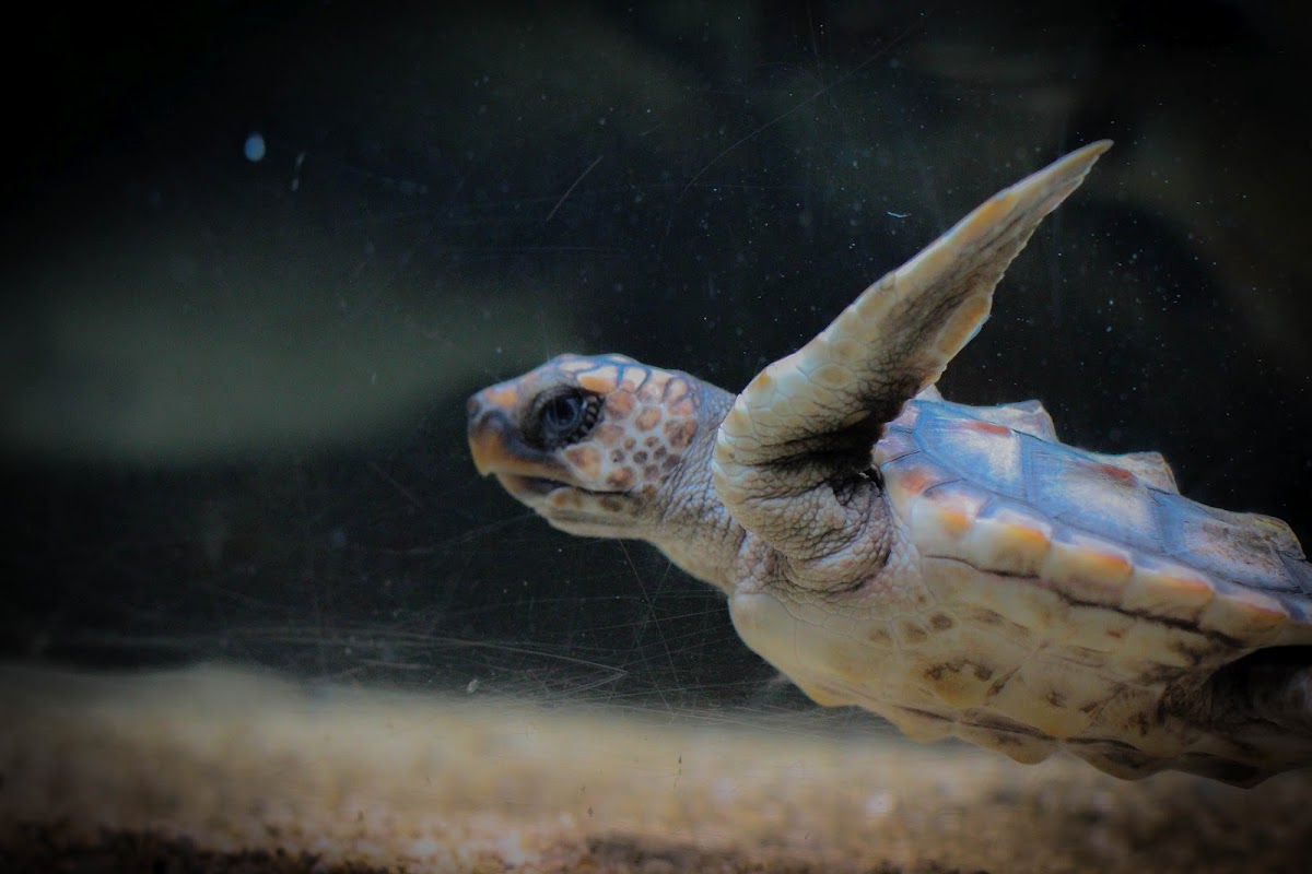 Loggerhead sea turtle (Juvenile)