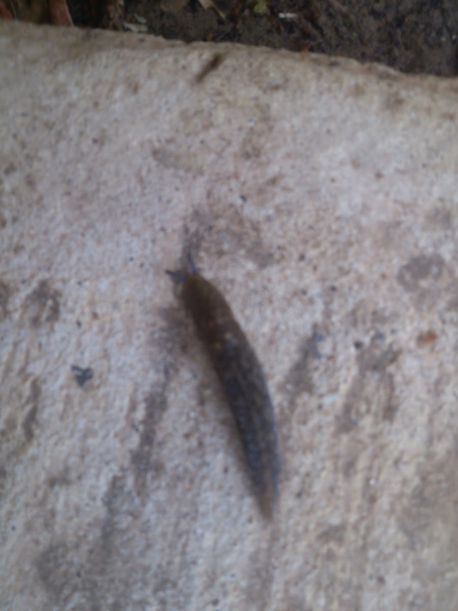 Common garden slug